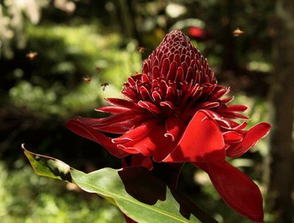 Red Flower in the Amazon Rainforest