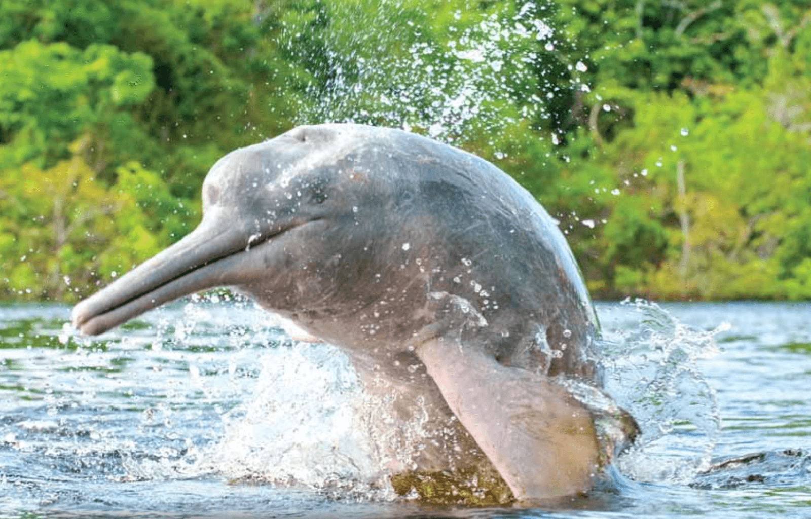 Pink and Gray Amazonian Dolphin