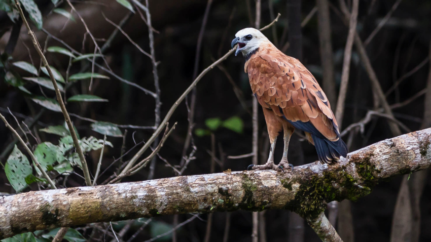 Amazon National Park
