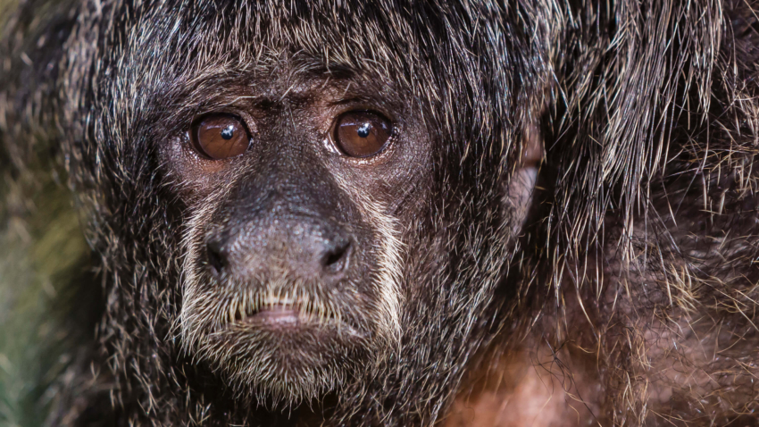 San Francisco Village