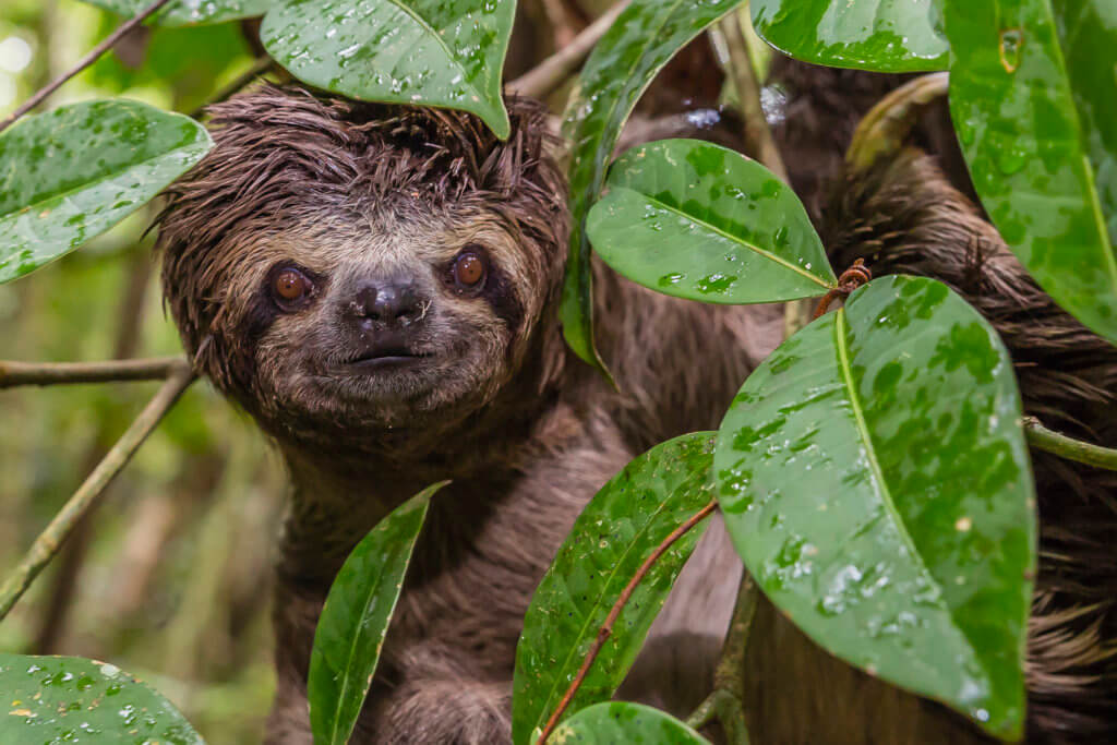 Young brown-throated three-toed Sloth, Bradypus variegates, Landing Casual, Upper Amazon River Basin, Loreto, Peru