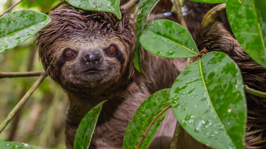 Young brown-throated three-toed Sloth, Bradypus variegates, Landing Casual, Upper Amazon River Basin, Loreto, Peru