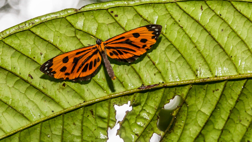 Amazon National Park, Upper Amazon River Basin