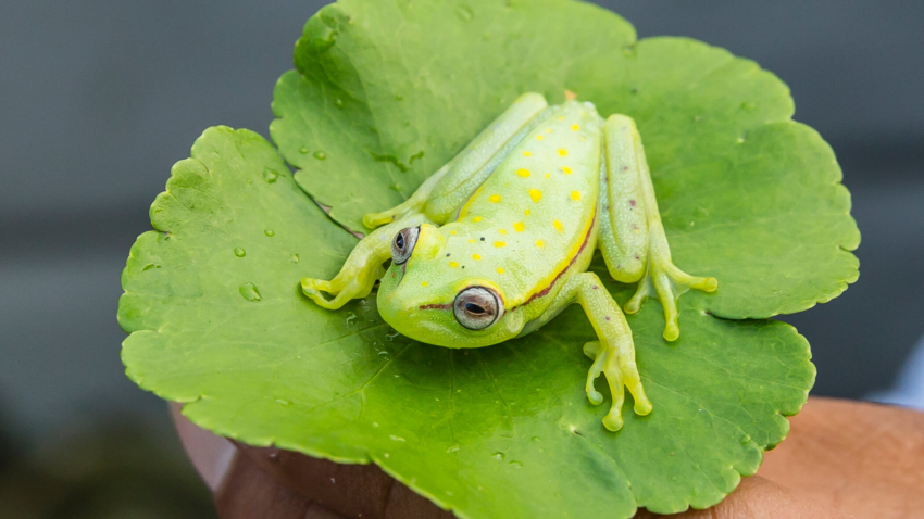 El Dorado Caño, Upper Amazon River Basin