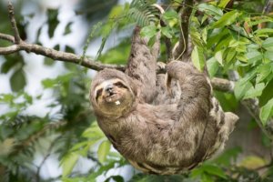 Three-toed sloth