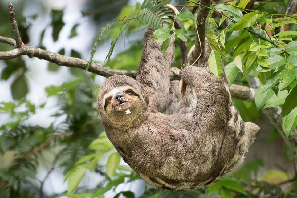 Sloth in th Amazon