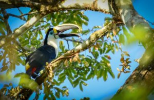 White-throated Toucan