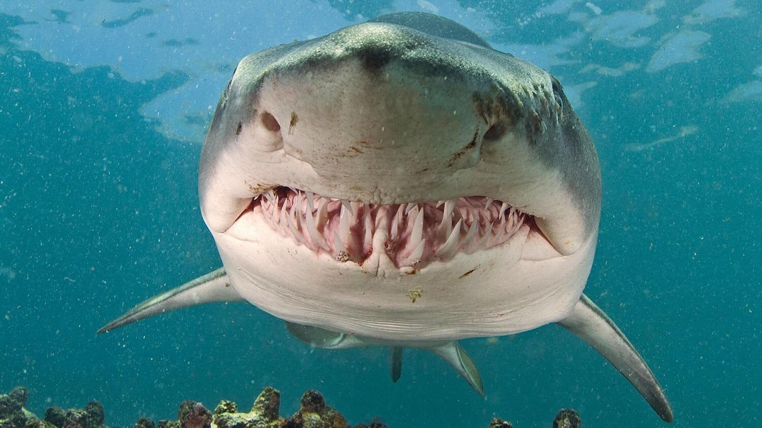 Bull Shark