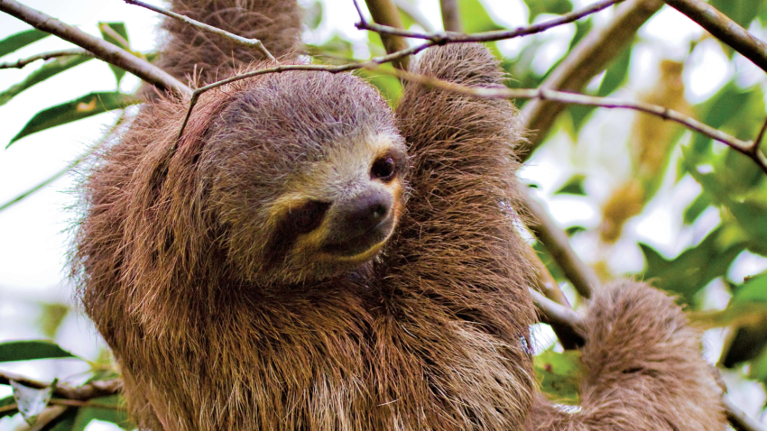 Amazon 10610-6 Three-toed Sloth