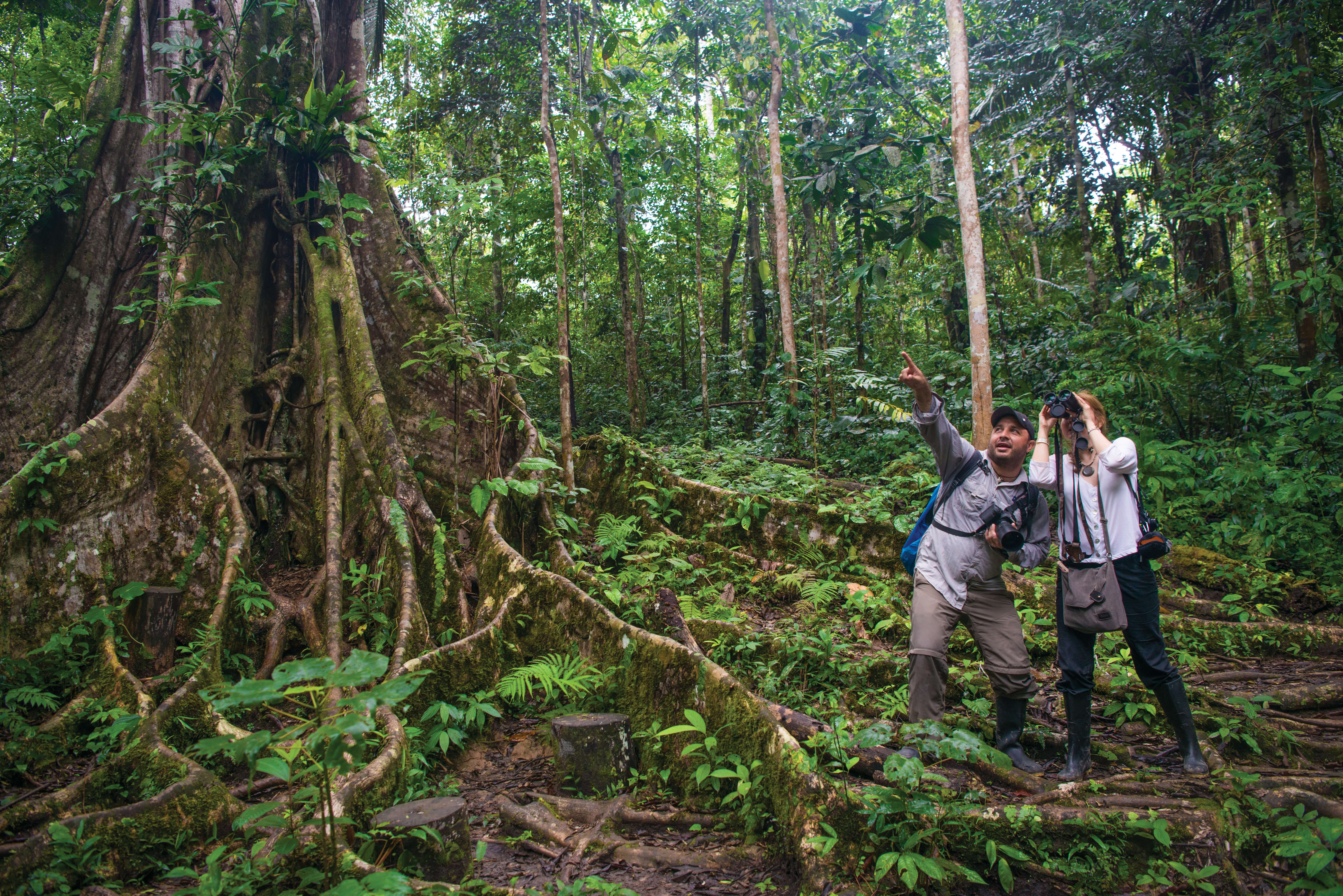 Expert naturalist pointing out important fatures of the Amazon jungle