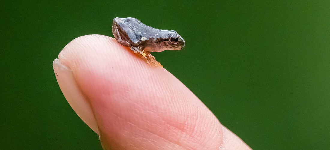 Tiny frog on a person's finger