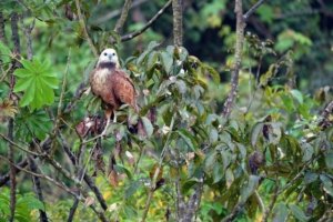 Black-collared hawks are one of the most photographed species in this region in the Amazon.