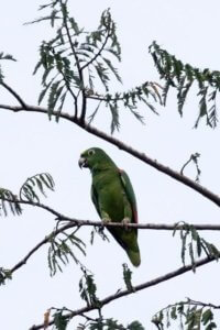 Yellow-crowned parrot perched on one of the trees during our afternoon skiff ride at Yanayacu-Pucate Rivers
