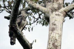 The Harpy Eagle