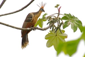The beautiful Hoatzin