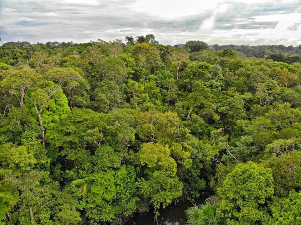 The canopy of Amazon Natural Park