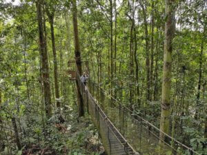 hanging bridge in the forest