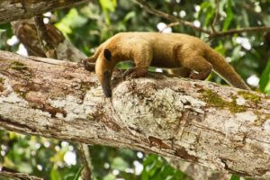 a tamandua