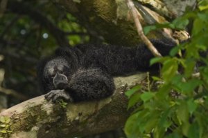 Monk saki monkey in a tree 