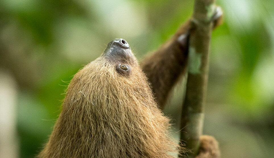 A sloth climbing a tree