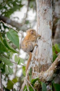 A pygmy marmoset hangs from a small branch by the water.