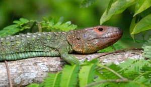 Caiman Lizards are seen sun basking on branches above the water. 