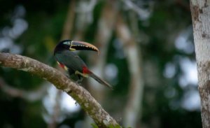A Chestnut-eared Aracari 