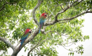 Red and green macaws